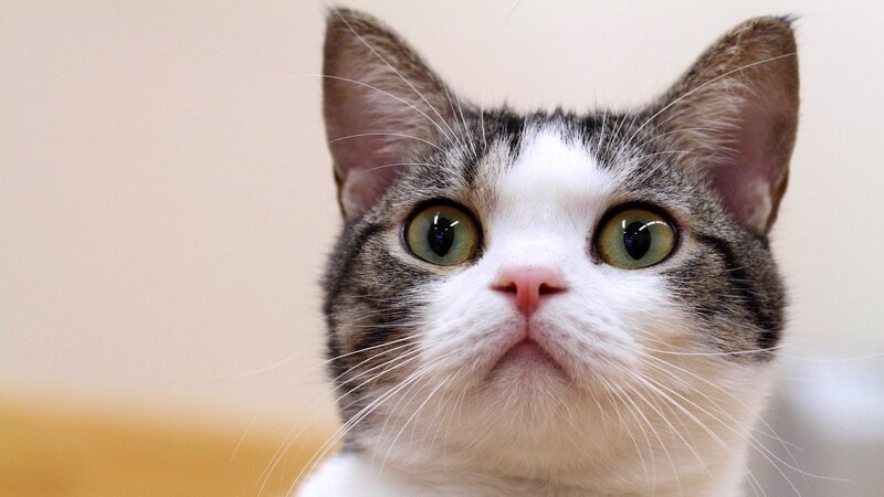 Tabby and White Cat — Curious