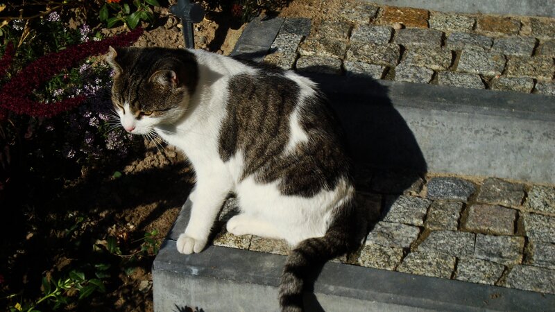 Tabby and White Cat — Gray, Calm