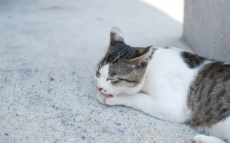 Tabby and White Cat — Gray