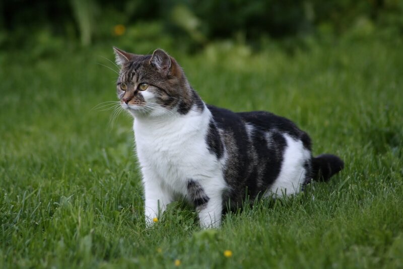 Tabby and White Cat — Green