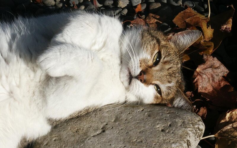 Tabby and White Cat — Relaxed