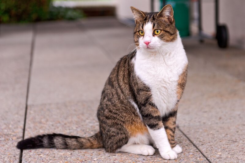 tabby and white cat sitting