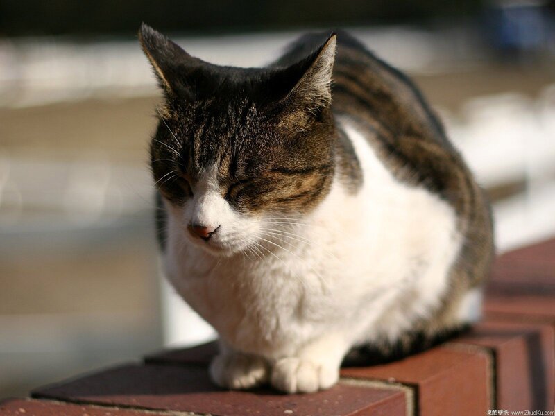 Tabby and White Cat