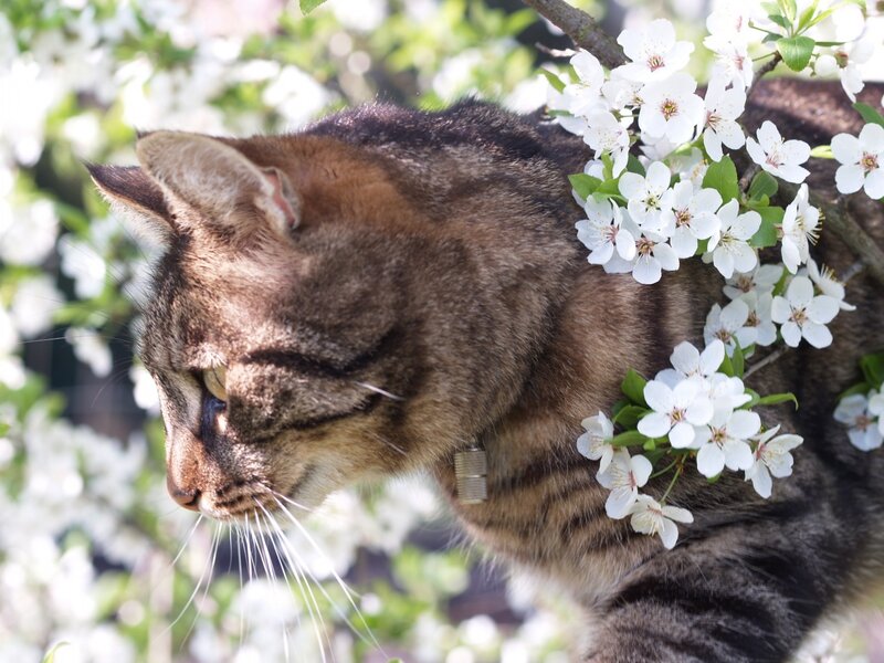 Tabby Cat Among Flowers — Brown, Serene