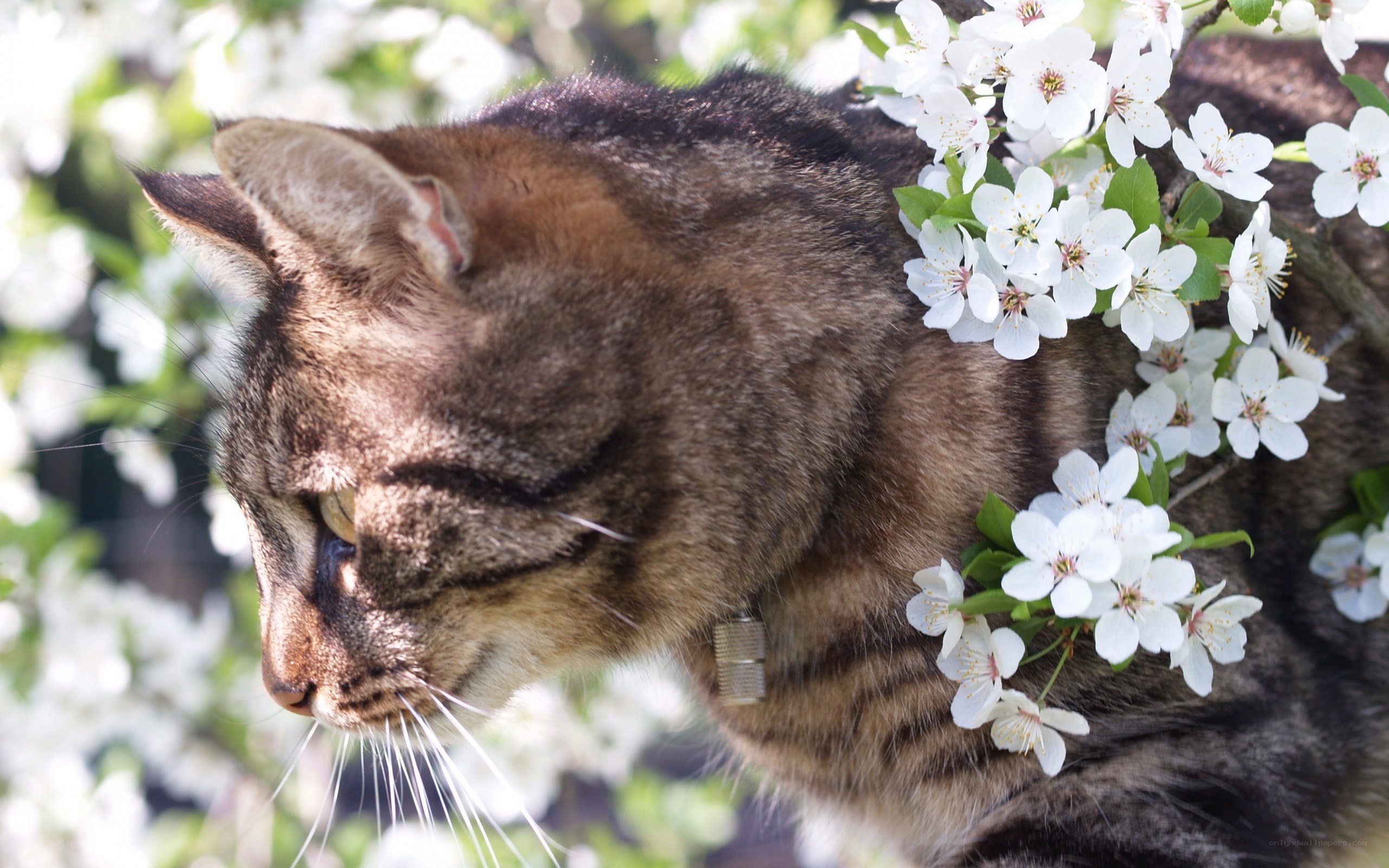 tabby cat among white blossoms