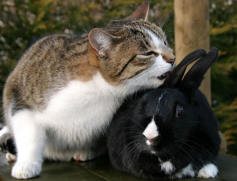 Tabby Cat and Black Rabbit