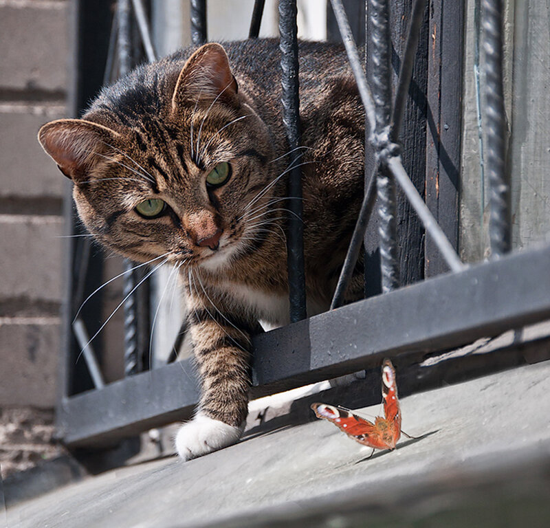 Tabby Cat and Butterfly