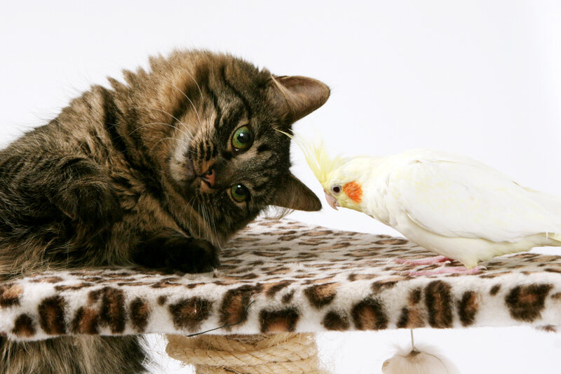 Tabby Cat and Cockatoo