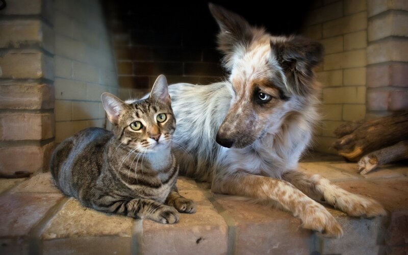 Tabby Cat and Dog — Brown