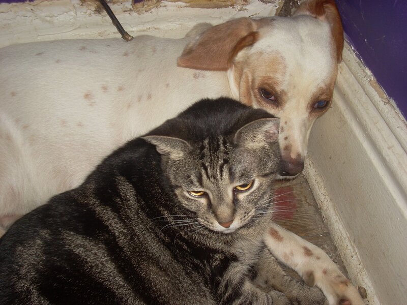 Tabby Cat and Dog