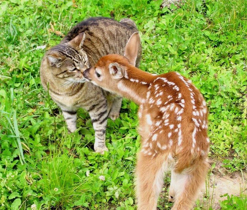 Tabby Cat and Fawn