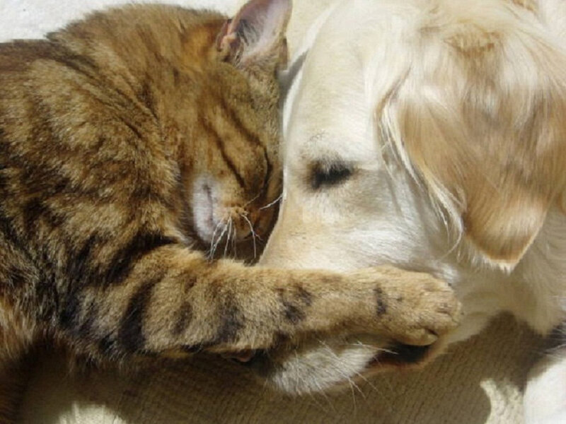 Tabby Cat and Golden Retriever — Brown