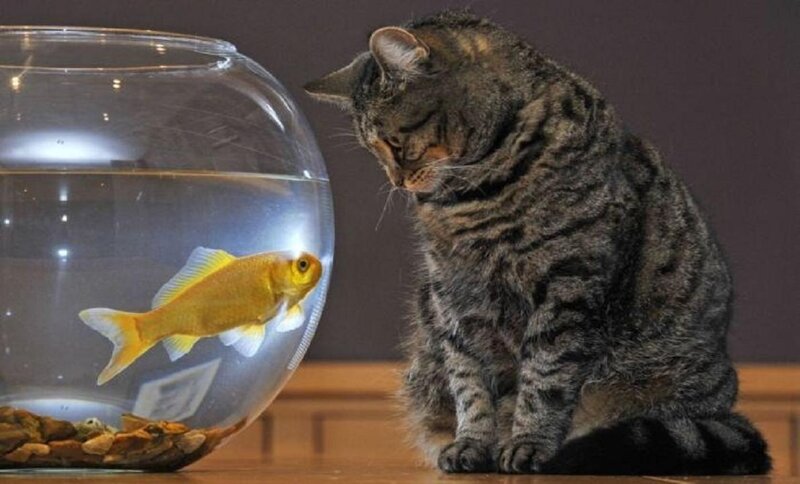 Tabby Cat and Goldfish