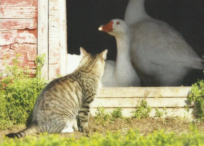 Tabby Cat and Goose