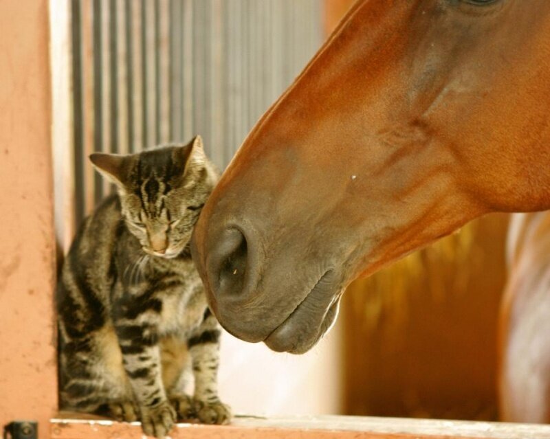 Tabby Cat and Horse