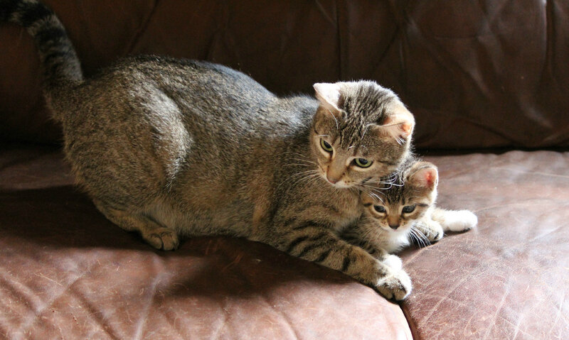 Tabby Cat and Kitten — Brown, Calm