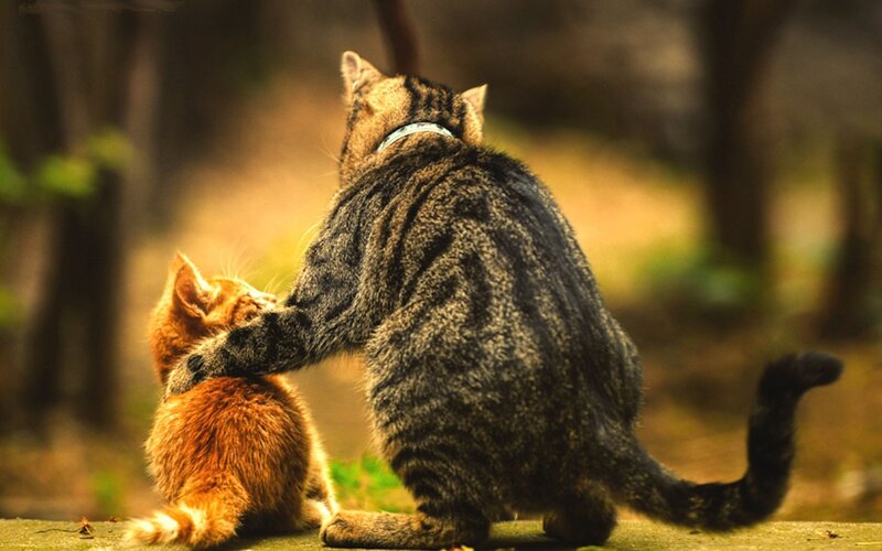 Tabby Cat and Kitten — Brown
