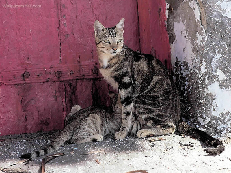 Tabby Cat and Kitten