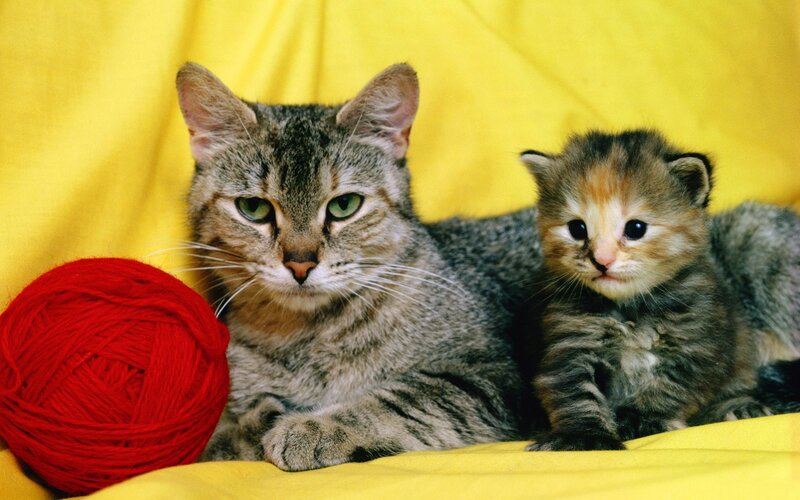 Tabby Cat and Kitten — Yellow, Calm