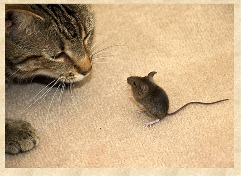 Tabby Cat and Mouse — Brown