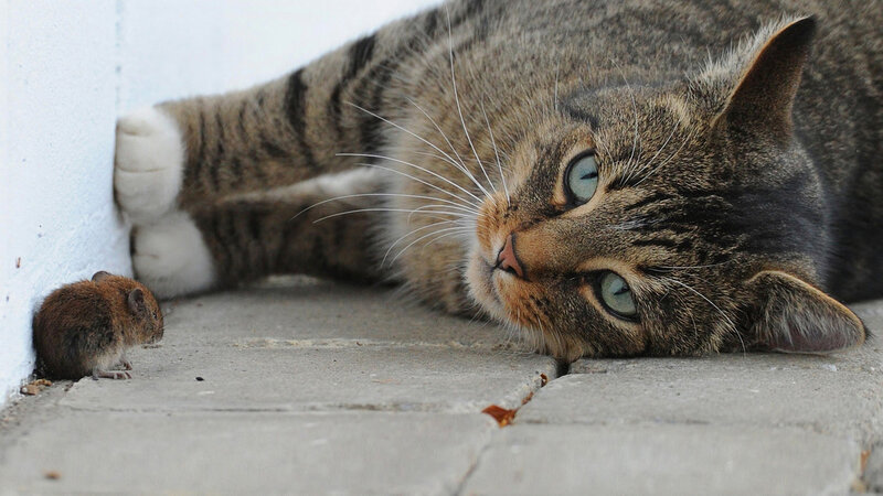 Tabby Cat and Mouse