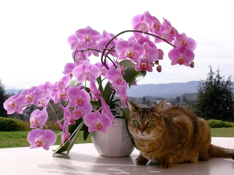 Tabby Cat and Orchid