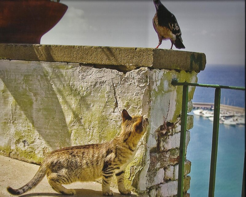 Tabby Cat and Pigeon