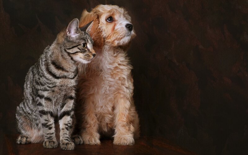 Tabby Cat and Puppy