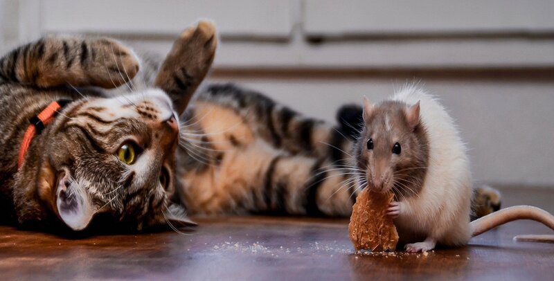 Tabby Cat and Rat