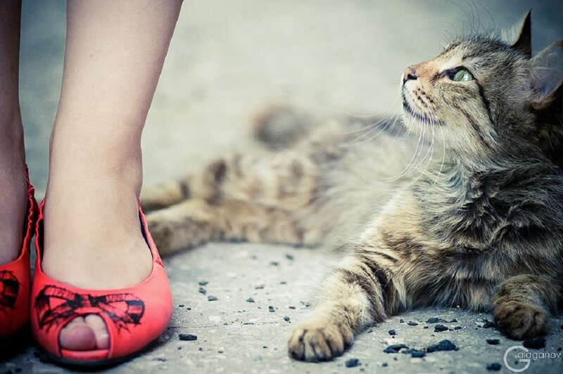 Tabby Cat and Red Shoes
