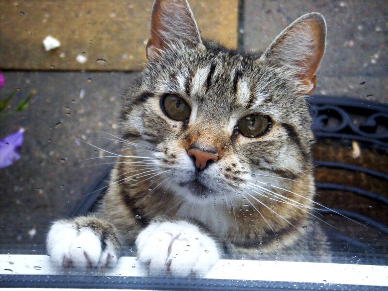 Tabby Cat at Door — Brown