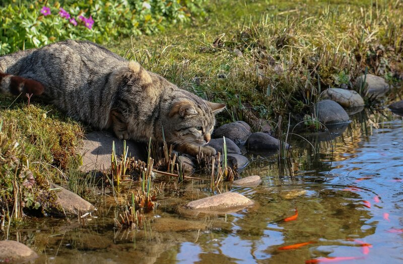 Tabby Cat at Pond