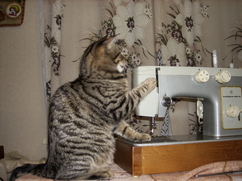 Tabby Cat at Sewing Machine