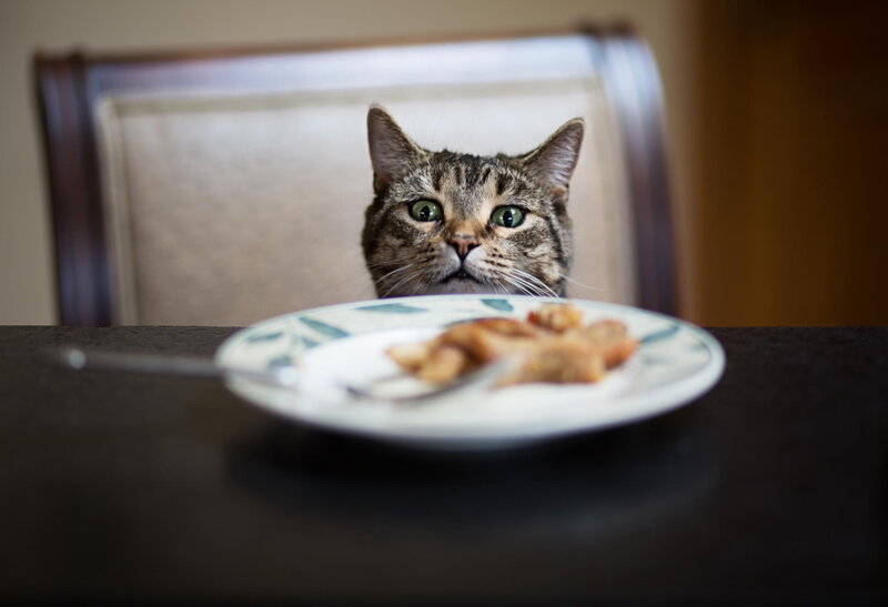 Tabby Cat at Table — Brown, Curious