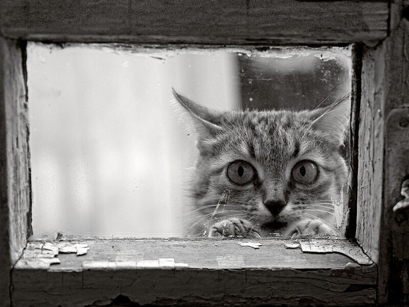 Tabby Cat at Window — Black, Curious, Photograph