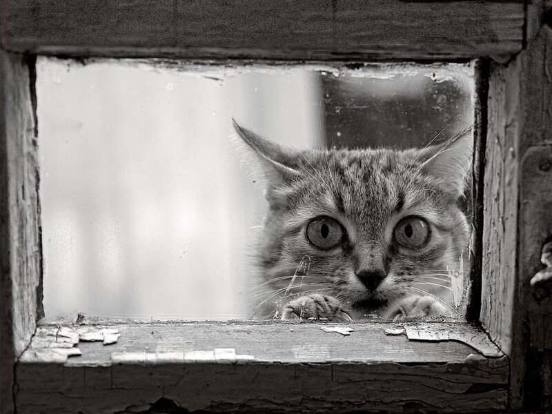 Tabby Cat at Window — Black, Curious