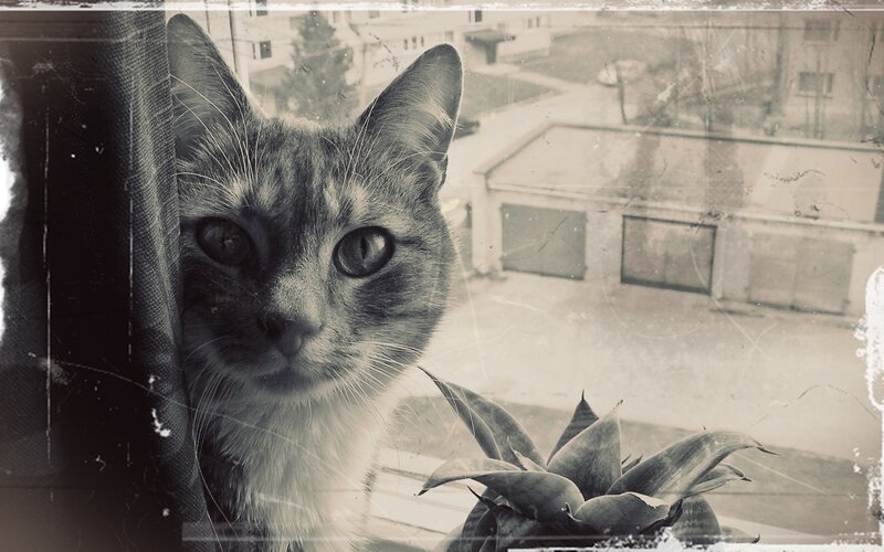 Tabby Cat at Window — Black, Nostalgic