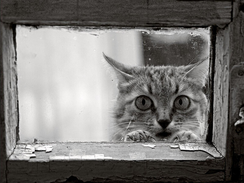 Tabby Cat at Window — Black
