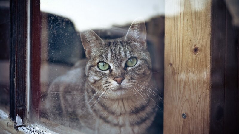 Tabby Cat at Window — Brown, Calm, Photograph