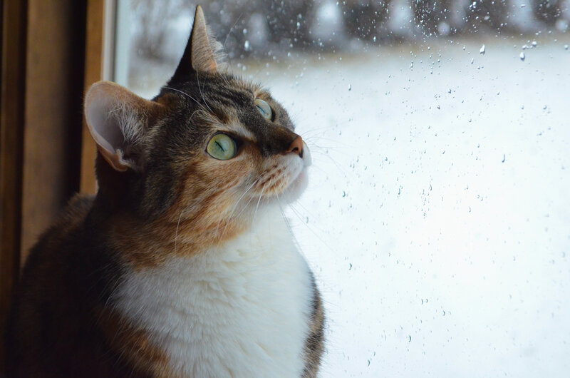 Tabby Cat at Window — Brown, Calm, Winter
