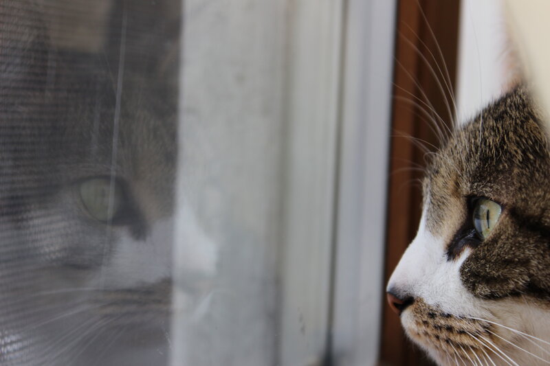 Tabby Cat at Window — Brown