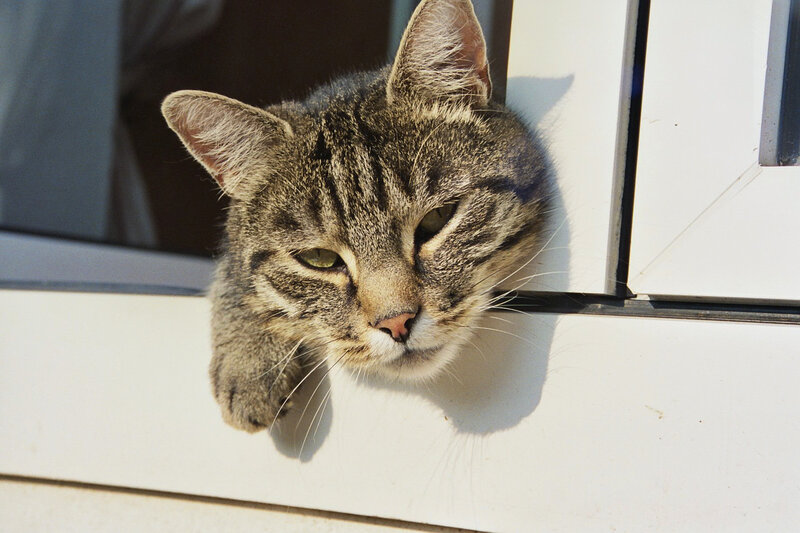 Tabby Cat at Window — Gray, Calm