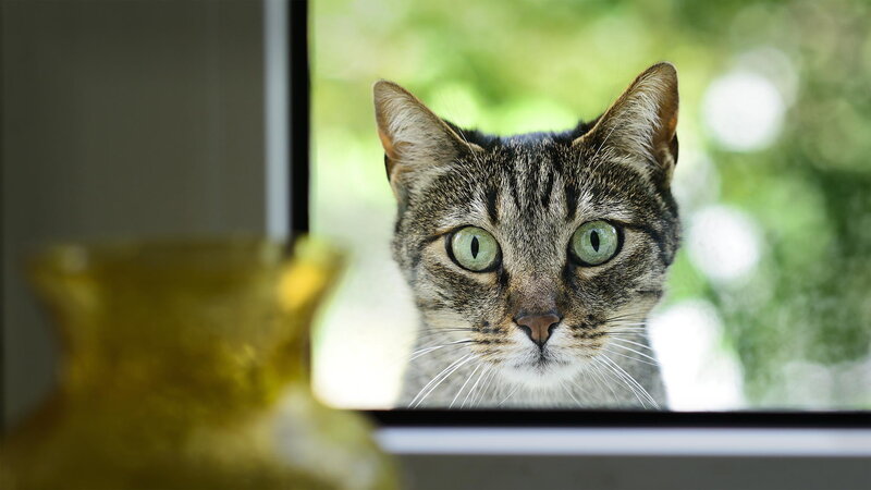 Tabby Cat at Window — Gray, Curious, Afternoon