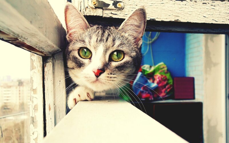 Tabby Cat at Window — Gray, Curious, Photograph, Window Frame