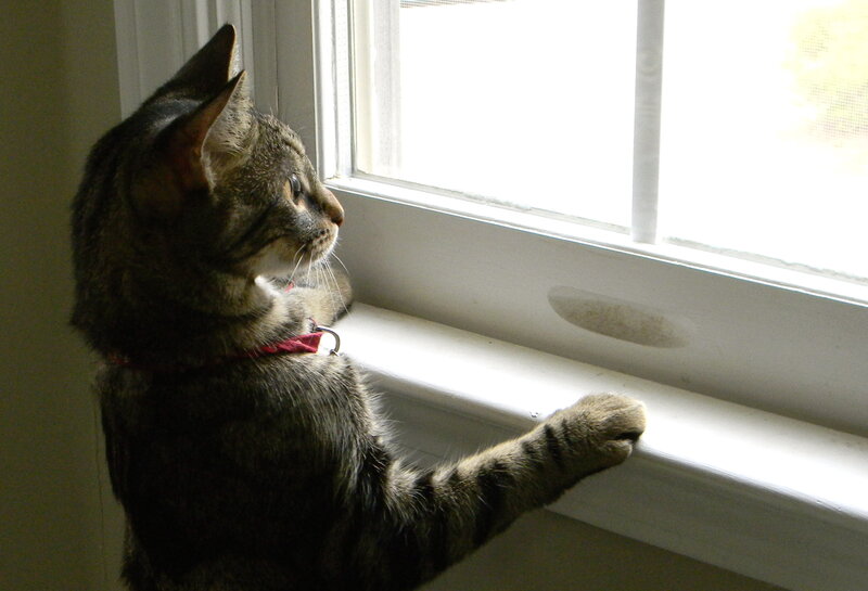 Tabby Cat at Window — Gray