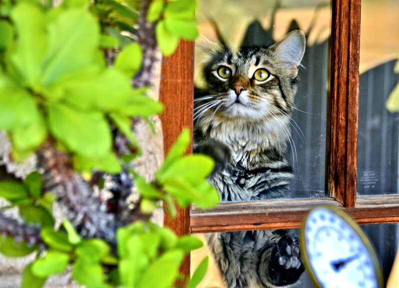 Tabby Cat at Window — Green, Curious
