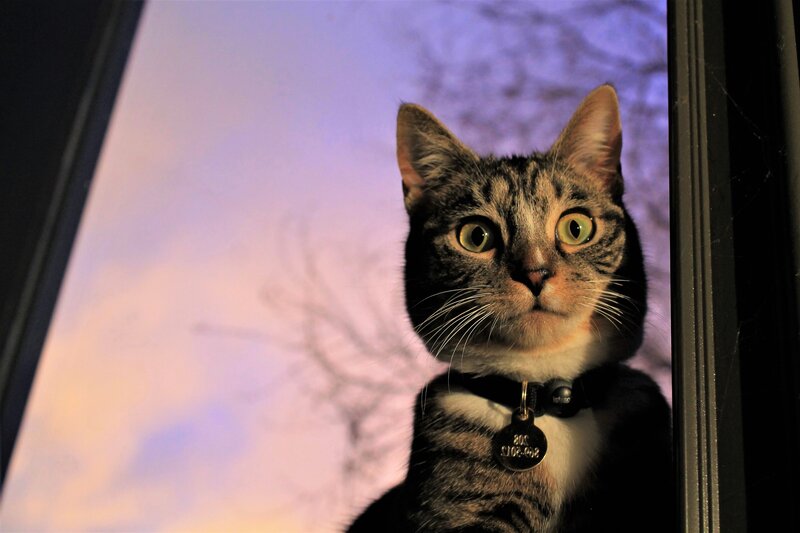 Tabby Cat at Window — Purple
