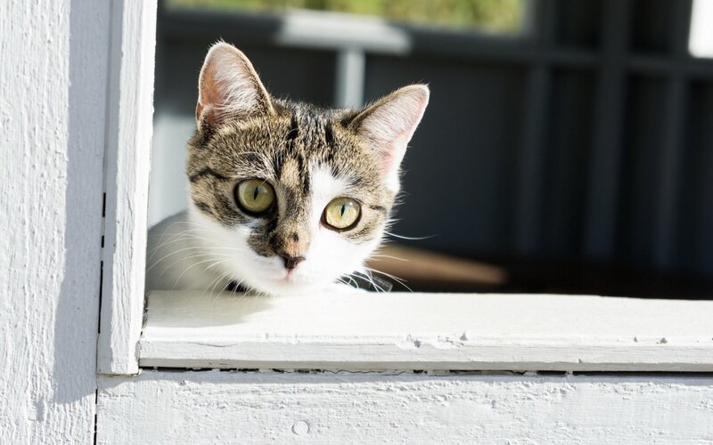 Tabby Cat at Window — White, Curious