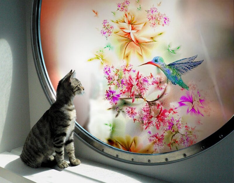 Tabby Cat at Window — White