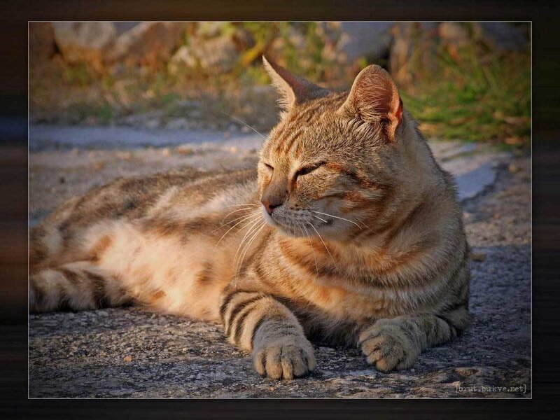 Tabby cat basking in sunlight